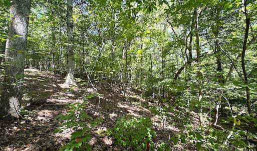 Photo #24 of SOLD property in Off Renrut Rd , Lunenburg, VA 87.0 acres