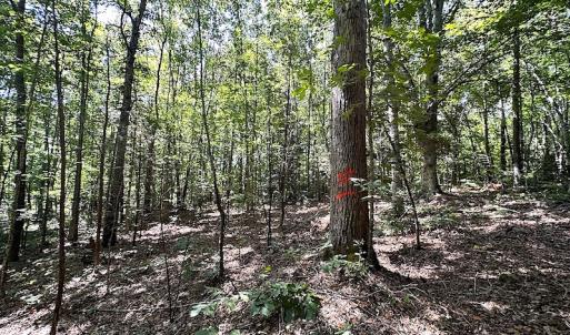 Photo #25 of SOLD property in Off Renrut Rd , Lunenburg, VA 87.0 acres