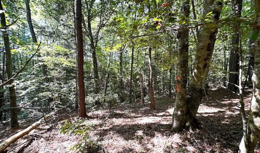 Photo #26 of SOLD property in Off Renrut Rd , Lunenburg, VA 87.0 acres