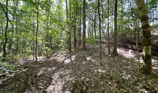Photo #28 of SOLD property in Off Renrut Rd , Lunenburg, VA 87.0 acres