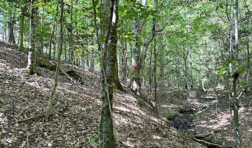 Photo #29 of SOLD property in Off Renrut Rd , Lunenburg, VA 87.0 acres