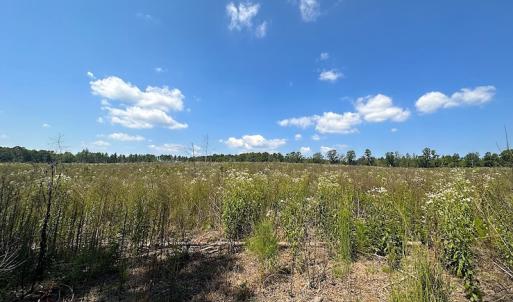 Photo #34 of SOLD property in Off Renrut Rd , Lunenburg, VA 87.0 acres