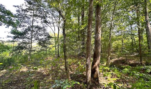 Photo #35 of SOLD property in Off Renrut Rd , Lunenburg, VA 87.0 acres