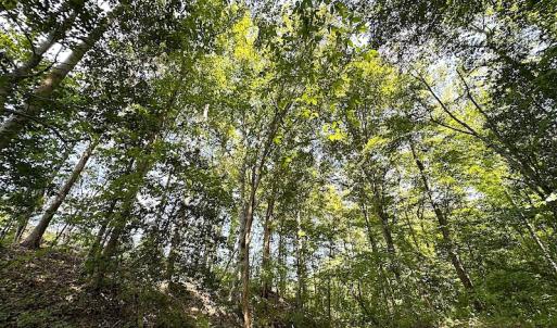 Photo #42 of SOLD property in Off Renrut Rd , Lunenburg, VA 87.0 acres