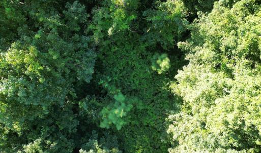 Photo #14 of SOLD property in Off Figure 9 Rd, Council, NC 6.5 acres