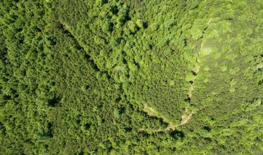 Photo #10 of SOLD property in Off Henschel Lane, Broadway, NC 12.0 acres