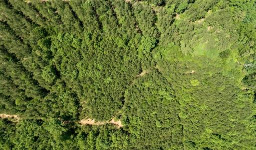 Photo #11 of SOLD property in Off Henschel Lane, Broadway, NC 12.0 acres