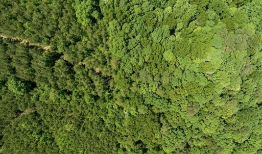 Photo #13 of SOLD property in Off Henschel Lane, Broadway, NC 12.0 acres