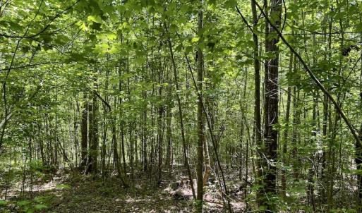 Photo #18 of SOLD property in Off Henschel Lane, Broadway, NC 12.0 acres