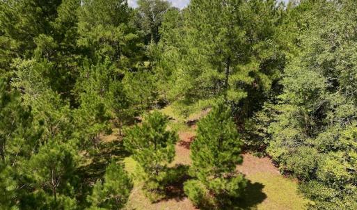 Photo #16 of SOLD property in Off Richland Drive, Pembroke, NC 6.8 acres