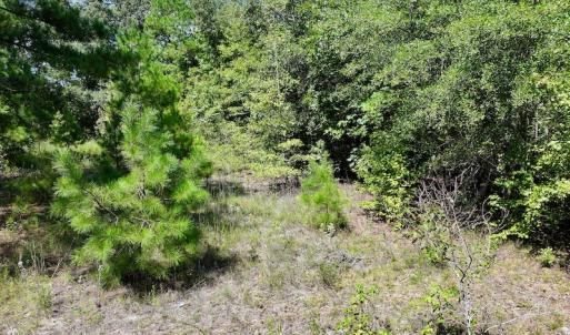 Photo #17 of SOLD property in Off Richland Drive, Pembroke, NC 6.8 acres