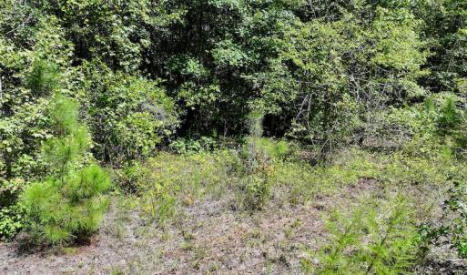 Photo #21 of SOLD property in Off Richland Drive, Pembroke, NC 6.8 acres