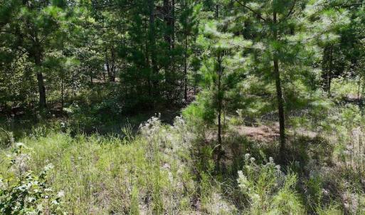 Photo #22 of SOLD property in Off Richland Drive, Pembroke, NC 6.8 acres
