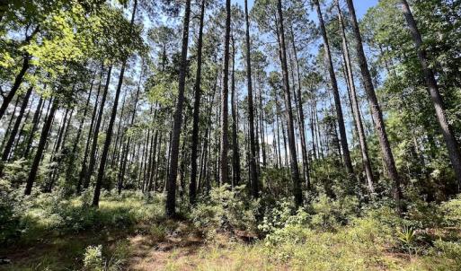Photo #12 of Off Jarvis Landing Rd, Aurora, NC 8.3 acres