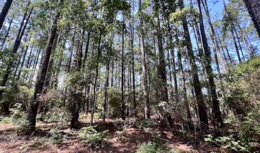 Photo #35 of Off Jarvis Landing Rd, Aurora, NC 8.3 acres