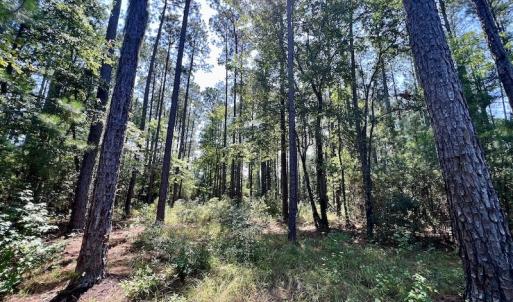 Photo #10 of Off Jarvis Landing Rd, Aurora, NC 8.3 acres
