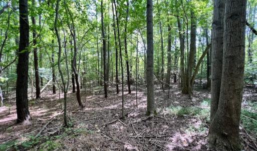 Photo #29 of SOLD property in Off Coon Myrick Rd, Littleton, NC 7.0 acres