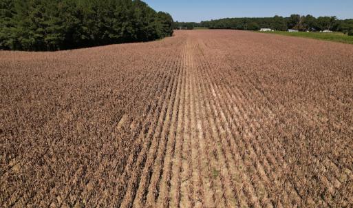 Photo #12 of Off Bailey Road, Fairmont, NC 29.1 acres