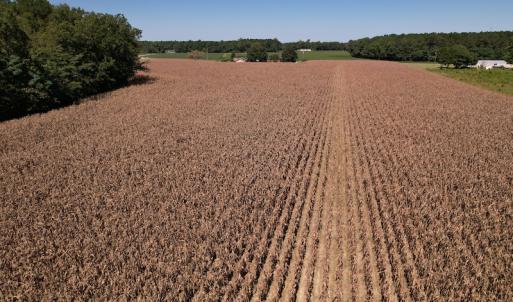 Photo #14 of Off Bailey Road, Fairmont, NC 29.1 acres