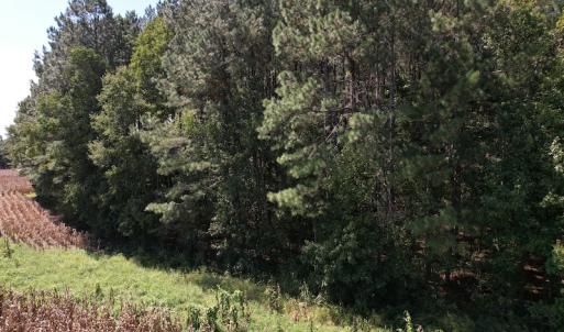 Photo #15 of Off Bailey Road, Fairmont, NC 29.1 acres