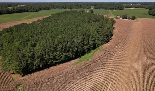 Photo #4 of Off Bailey Road, Fairmont, NC 29.1 acres