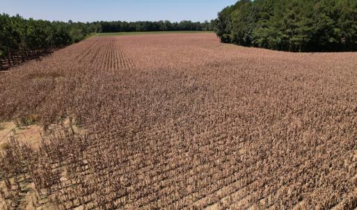Photo #10 of Off Bailey Road, Fairmont, NC 29.1 acres