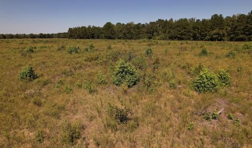 Photo #12 of Off Macedonia Church Road, Evergreen, NC 39.7 acres