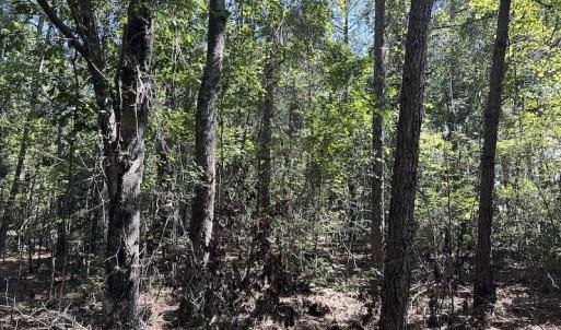 Photo #21 of Off Macedonia Church Road, Evergreen, NC 39.7 acres