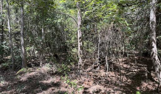 Photo #22 of Off Macedonia Church Road, Evergreen, NC 39.7 acres