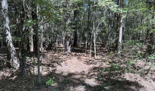 Photo #23 of SOLD property in Off Macedonia Church Road, Evergreen, NC 39.7 acres