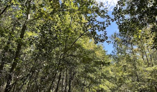 Photo #24 of Off Macedonia Church Road, Evergreen, NC 39.7 acres