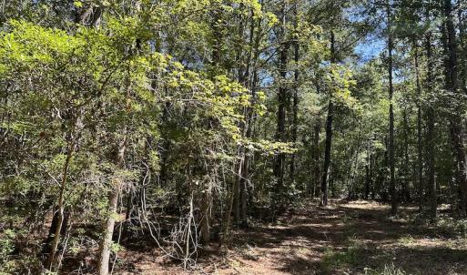 Photo #25 of Off Macedonia Church Road, Evergreen, NC 39.7 acres