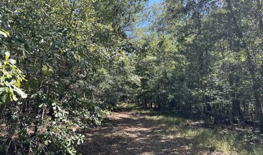 Photo #26 of SOLD property in Off Macedonia Church Road, Evergreen, NC 39.7 acres