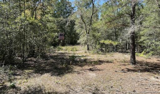 Photo #27 of Off Macedonia Church Road, Evergreen, NC 39.7 acres