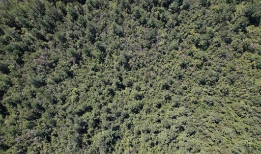 Photo #9 of Off Macedonia Church Road, Evergreen, NC 39.7 acres