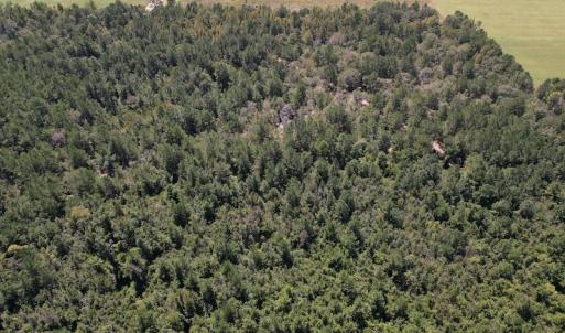Photo #10 of Off Macedonia Church Road, Evergreen, NC 39.7 acres