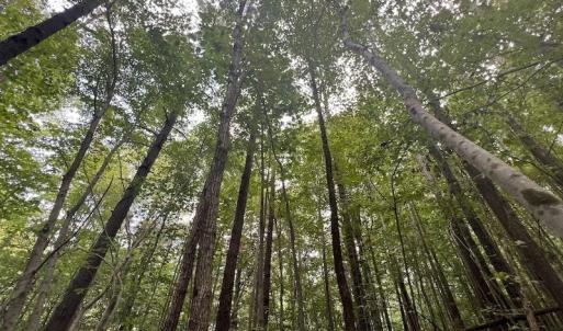 Photo #13 of SOLD property in 1055 Barker Road , Oxford, NC 13.2 acres