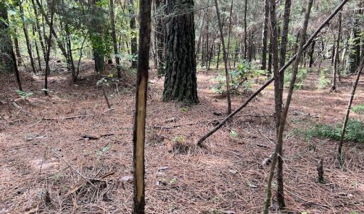 Photo #18 of 1055 Barker Road , Oxford, NC 13.2 acres