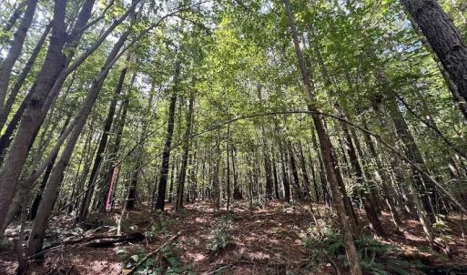 Photo #3 of 1055 Barker Road , Oxford, NC 13.2 acres