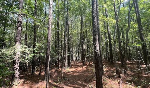 Photo #6 of 1055 Barker Road , Oxford, NC 13.2 acres