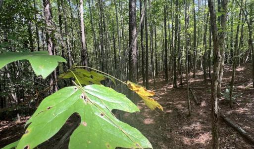 Photo #7 of 1055 Barker Road , Oxford, NC 13.2 acres