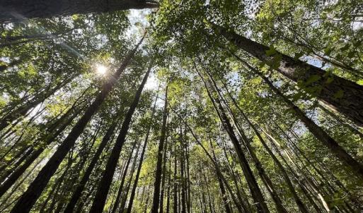 Photo #8 of 1055 Barker Road , Oxford, NC 13.2 acres