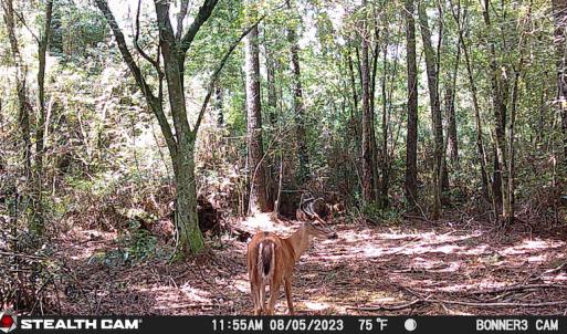 Photo #22 of SOLD property in Off Delway Highway, Rose Hill, NC 40.0 acres