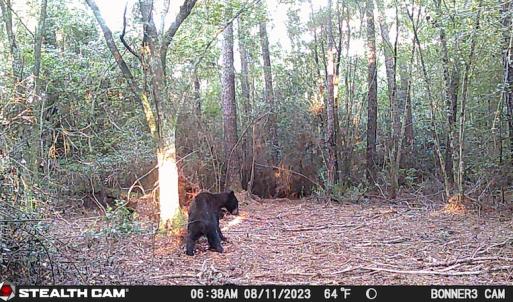 Photo #21 of SOLD property in Off Delway Highway, Rose Hill, NC 40.0 acres