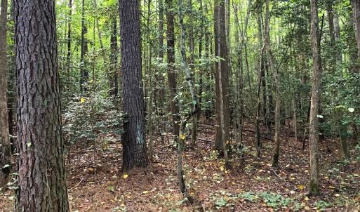 Photo #10 of Off Newville Road, Waverly, VA 150.0 acres