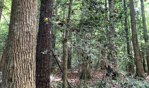 Photo #12 of Off Newville Road, Waverly, VA 150.0 acres