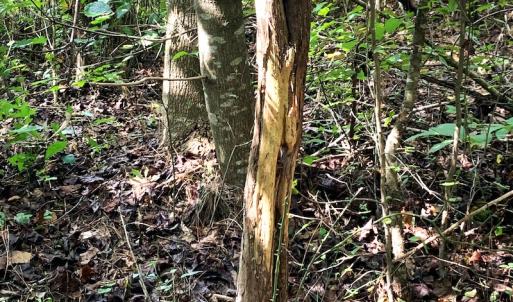 Photo #14 of Off Newville Road, Waverly, VA 150.0 acres