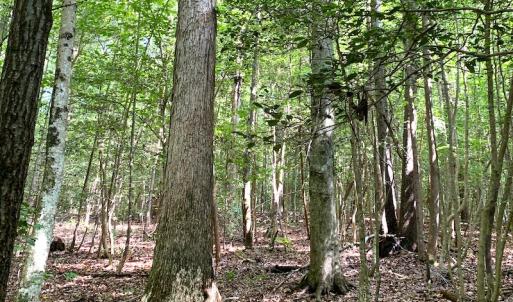 Photo #15 of Off Newville Road, Waverly, VA 150.0 acres