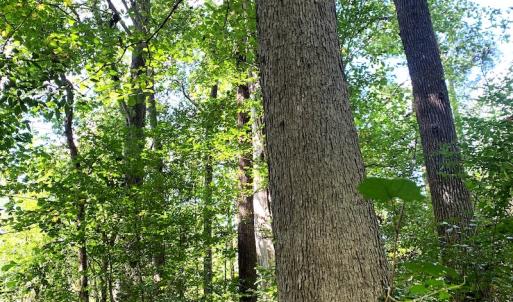 Photo #16 of Off Newville Road, Waverly, VA 150.0 acres