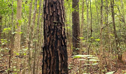 Photo #18 of Off Newville Road, Waverly, VA 150.0 acres